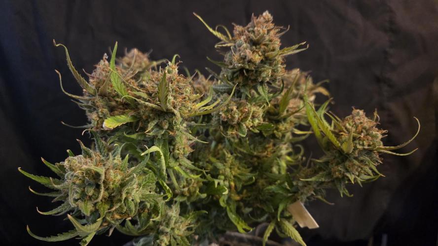 MOON ROCK  AUTO. Week 11