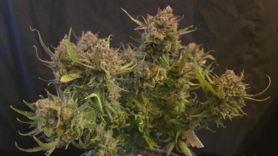 MOON ROCK  AUTO. Week 11