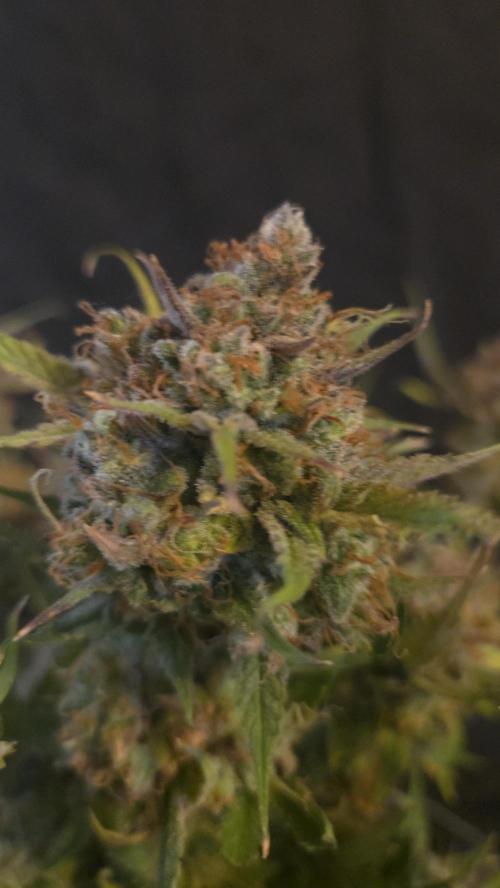 MOON ROCK  AUTO. Week 11