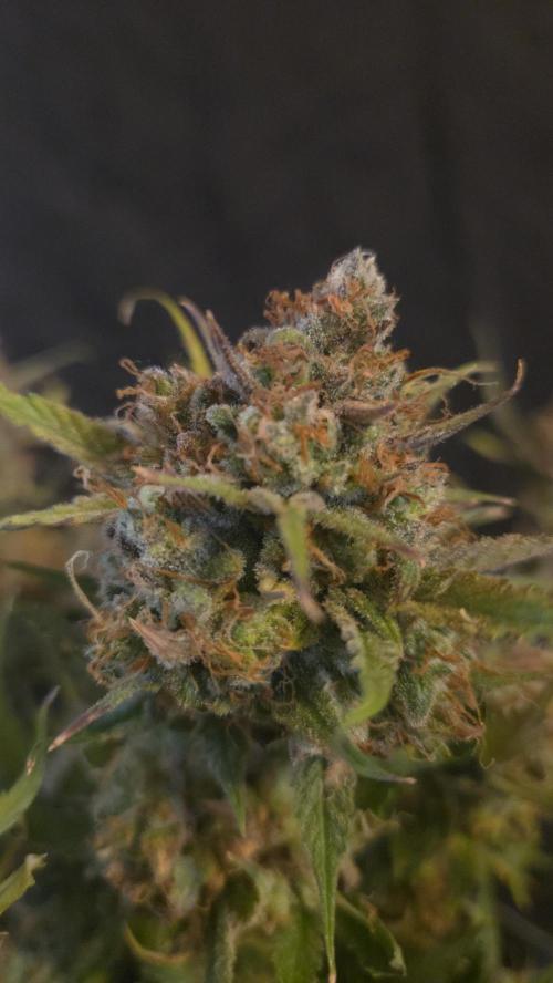 MOON ROCK  AUTO. Week 11