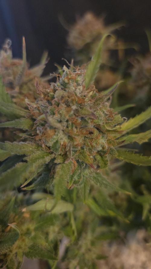 MOON ROCK  AUTO. Week 11