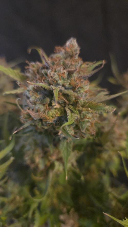 MOON ROCK  AUTO. Week 11