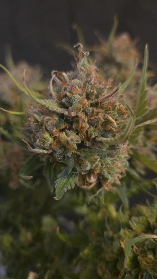 MOON ROCK  AUTO. Week 11