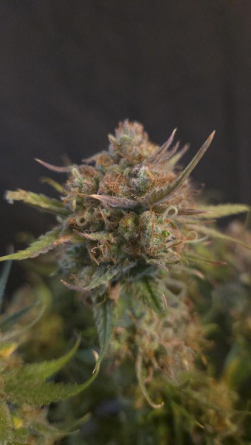 MOON ROCK  AUTO. Week 11