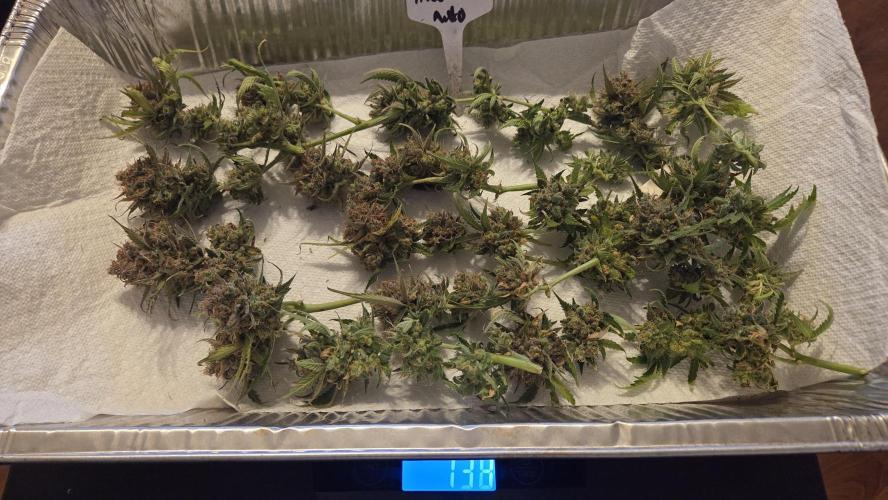 Auto Moon Rock. Week 11