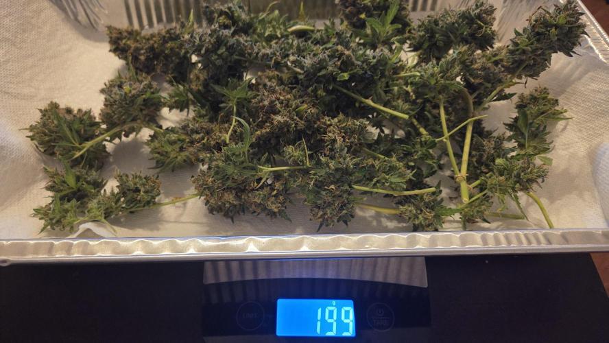 DOSIDOS AUTO. Week 11