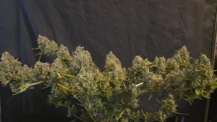 DOSIDOS AUTO. Week 11