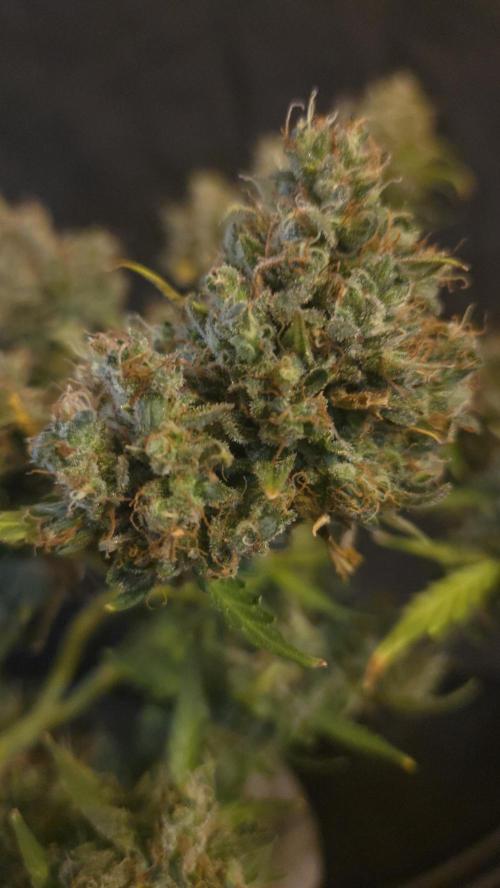 DOSIDOS AUTO. Week 11