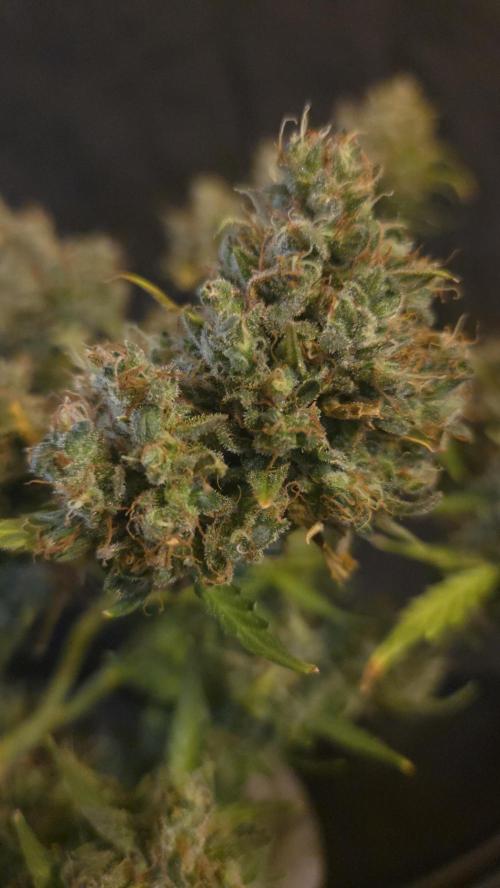 DOSIDOS AUTO. Week 11
