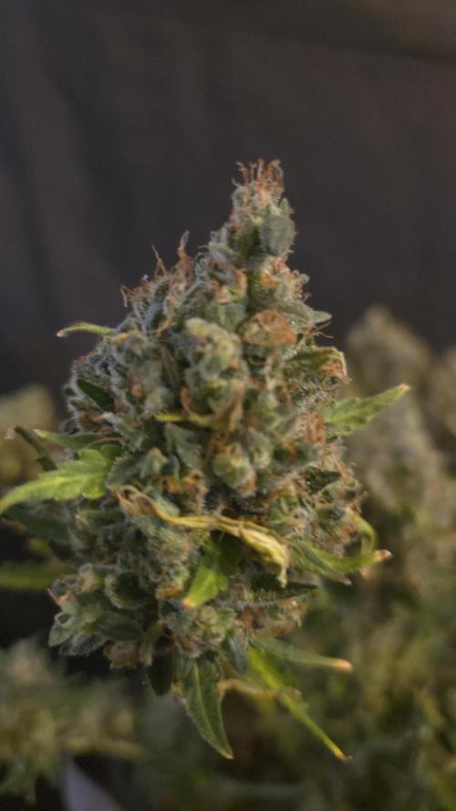 DOSIDOS AUTO. Week 11