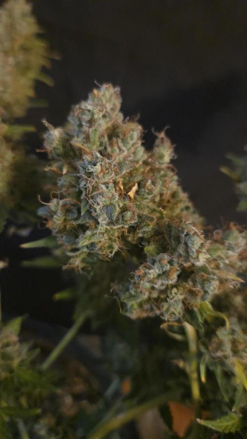 DOSIDOS AUTO. Week 11