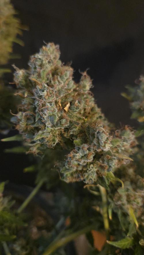 DOSIDOS AUTO. Week 11