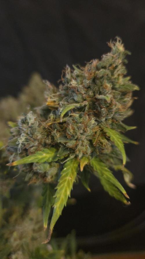 DOSIDOS AUTO. Week 11