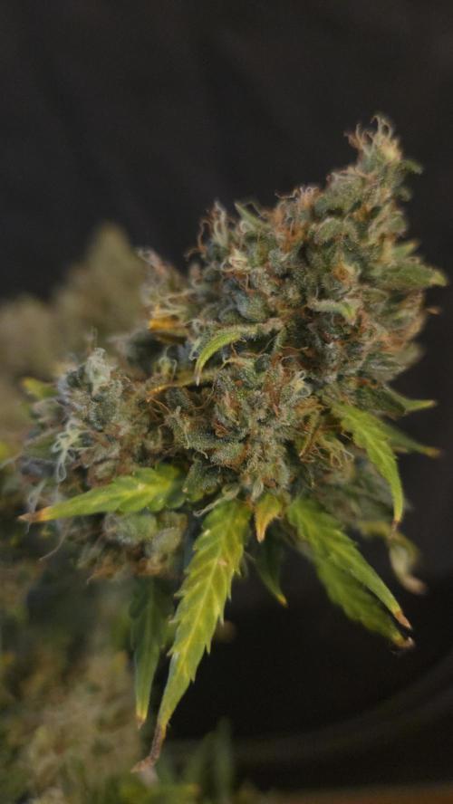 DOSIDOS AUTO. Week 11