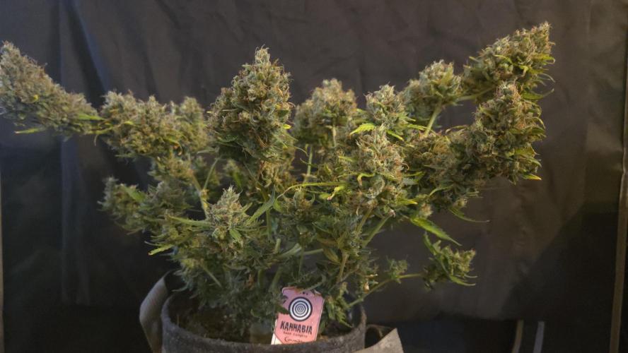 DOSIDOS AUTO. Week 11