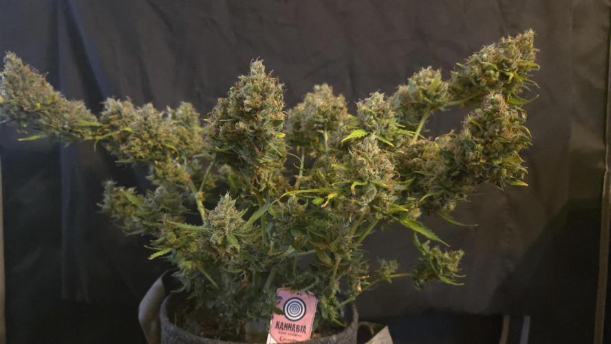 DOSIDOS AUTO. Week 11