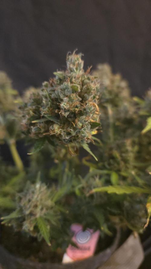 DOSIDOS AUTO. Week 11