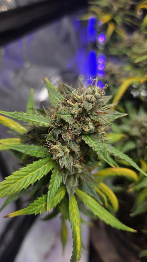 MIMOSA  AUTO. Week 14