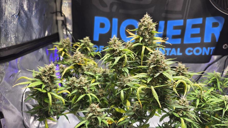 MIMOSA  AUTO. Week 14