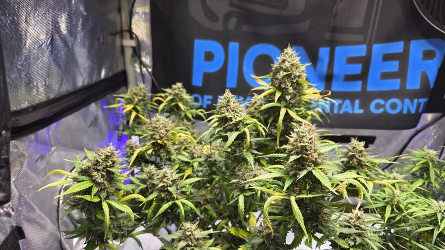 Mimosa Autoflower. Week 14
