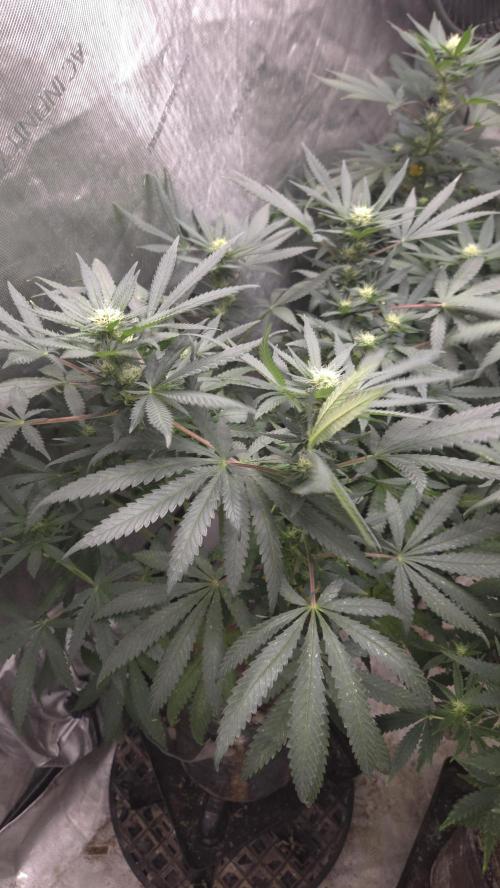 GG4 SHERBERT FF / FASTBUDS 420. Week 10