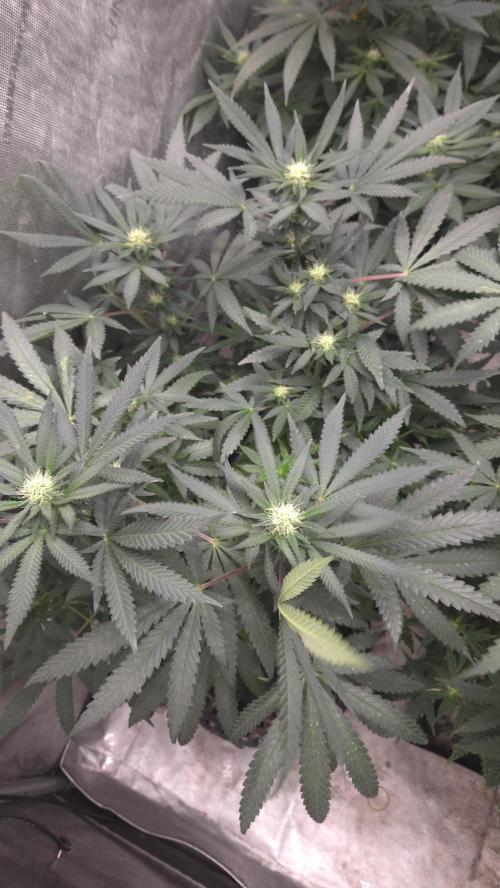 GG4 SHERBERT FF / FASTBUDS 420. Week 10