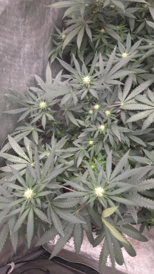 GG4 SHERBERT FF / FASTBUDS 420. Week 10