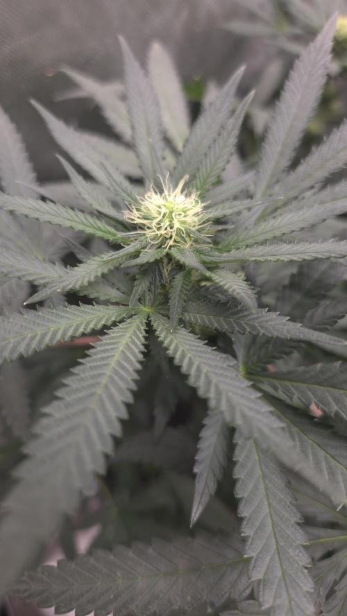 GG4 SHERBERT FF / FASTBUDS 420. Week 10