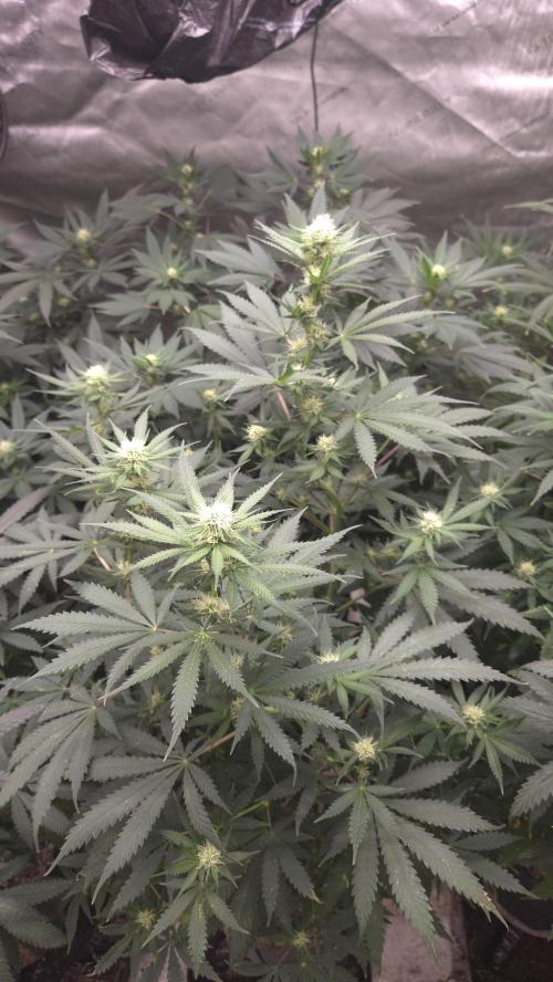 ORANGE 🍊 SHERBERT / FASTBUDS 420. Week 10
