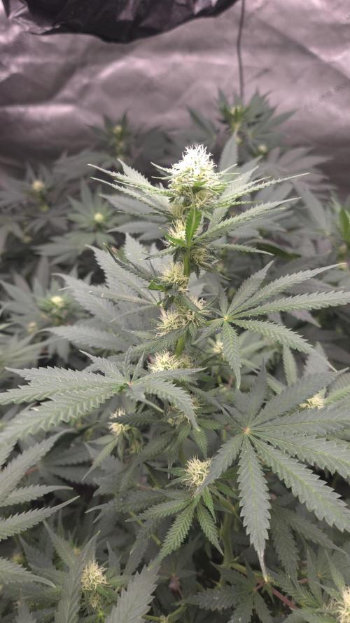 ORANGE 🍊 SHERBERT / FASTBUDS 420. Week 10