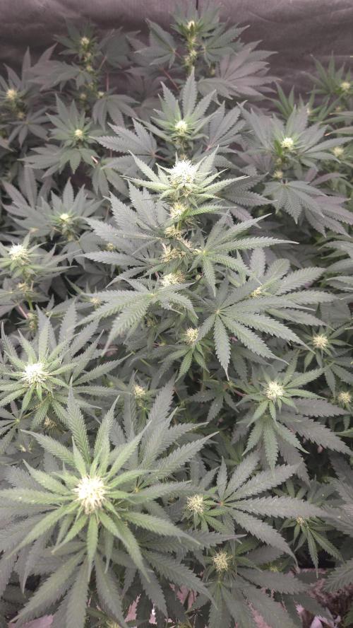ORANGE 🍊 SHERBERT / FASTBUDS 420. Week 10