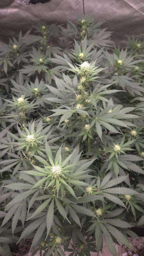 ORANGE 🍊 SHERBERT / FASTBUDS 420. Week 10