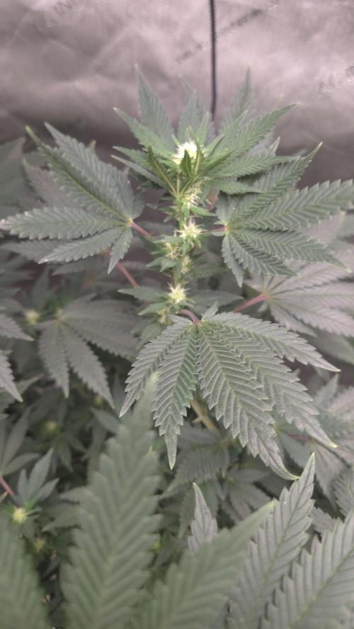 CANDY 🍫 / DIVINE SEEDS. Week 10