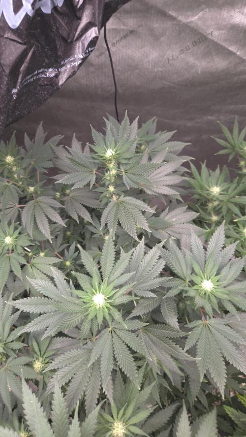 CANDY 🍫 / DIVINE SEEDS. Week 10