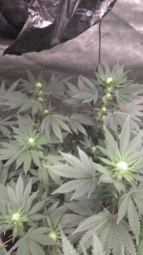 CANDY 🍫 / DIVINE SEEDS. Week 10