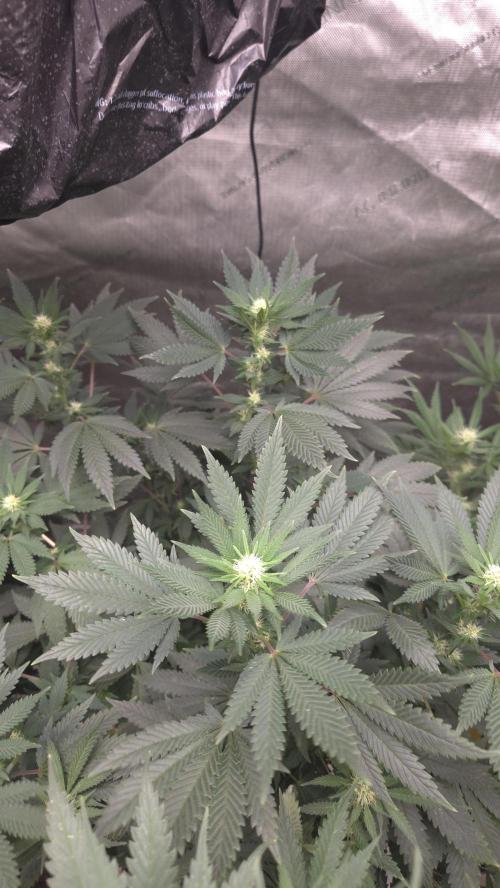 CANDY 🍫 / DIVINE SEEDS. Week 10
