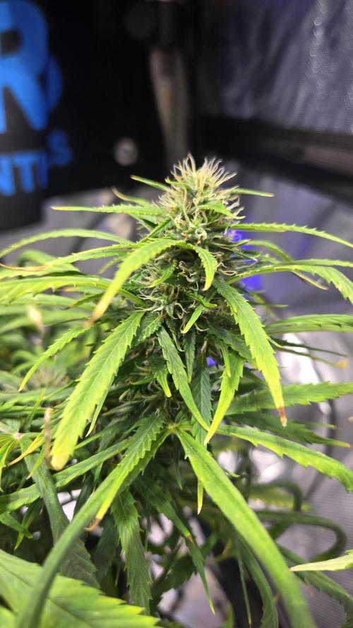 AUTO BLACK OPIUM. Week 9