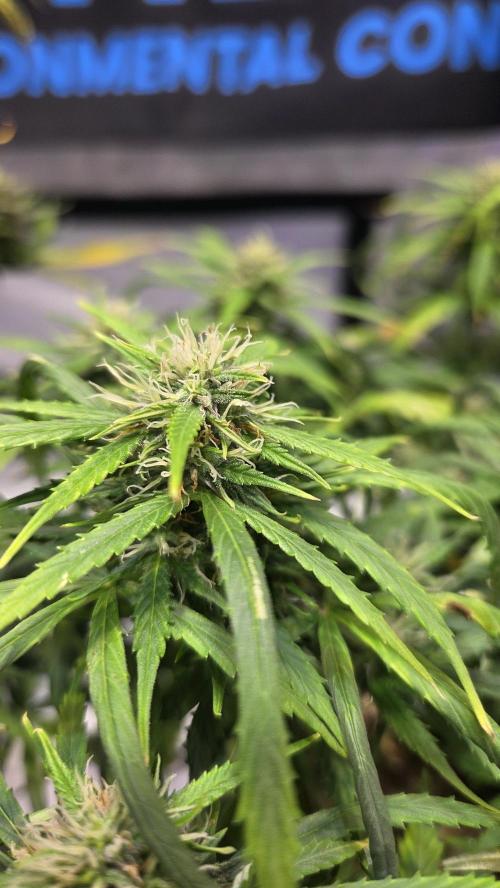 AUTO BLACK OPIUM. Week 9