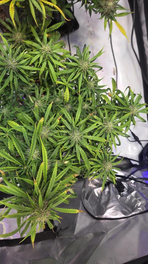 AUTO BLACK OPIUM. Week 9