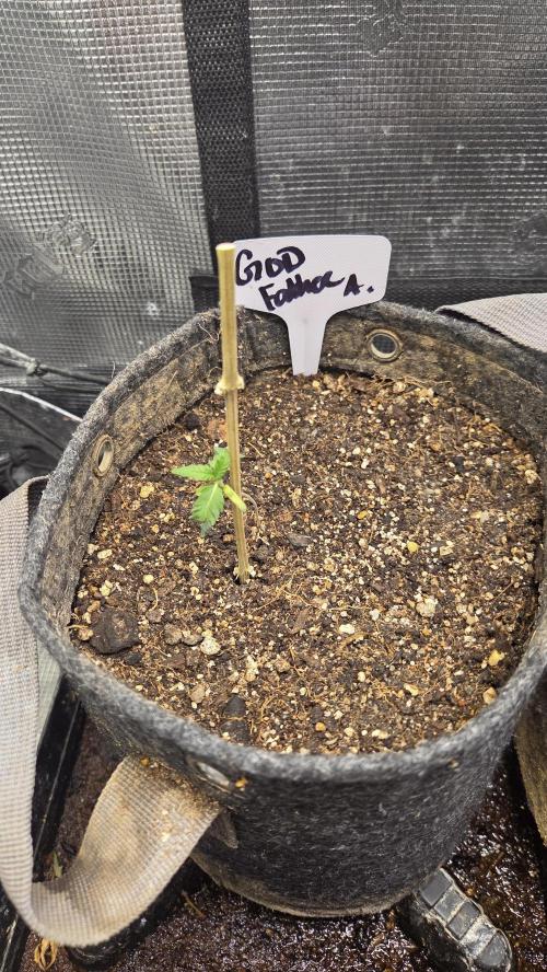 GODFATHER OG AUTO. Week 1