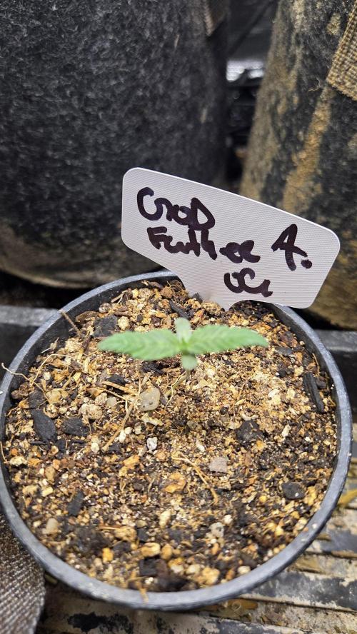GODFATHER OG AUTO. Week 1