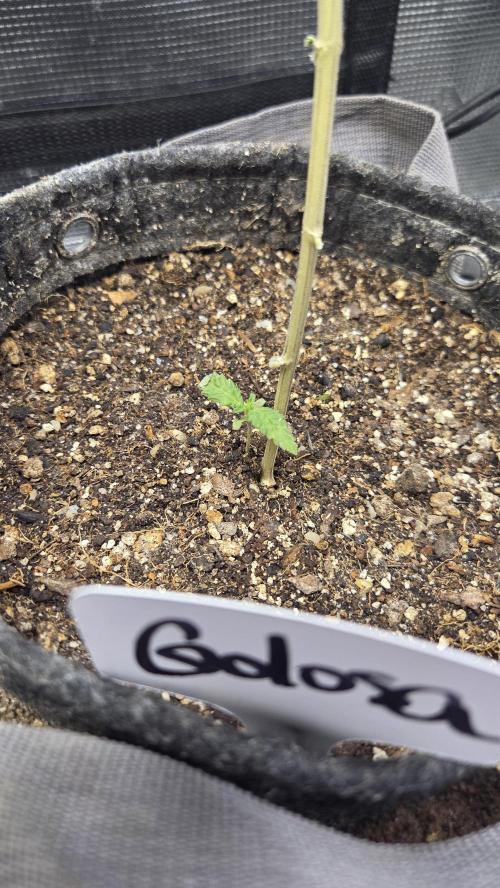 GOLOSA DELICIOUS SEED. Week 1