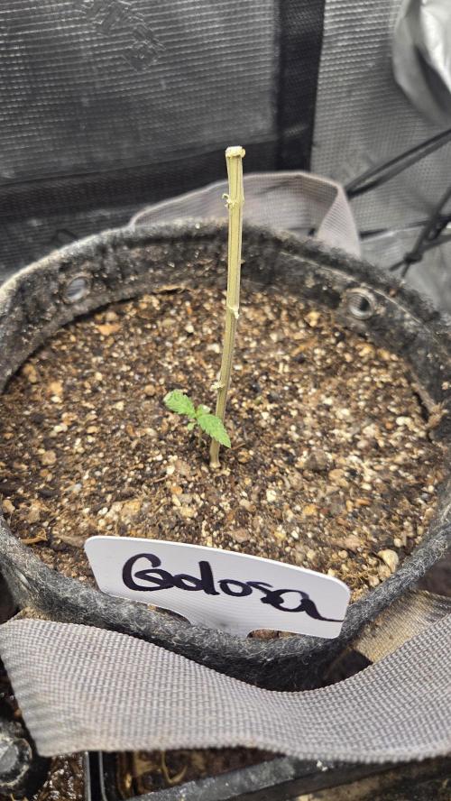 GOLOSA DELICIOUS SEED. Week 1