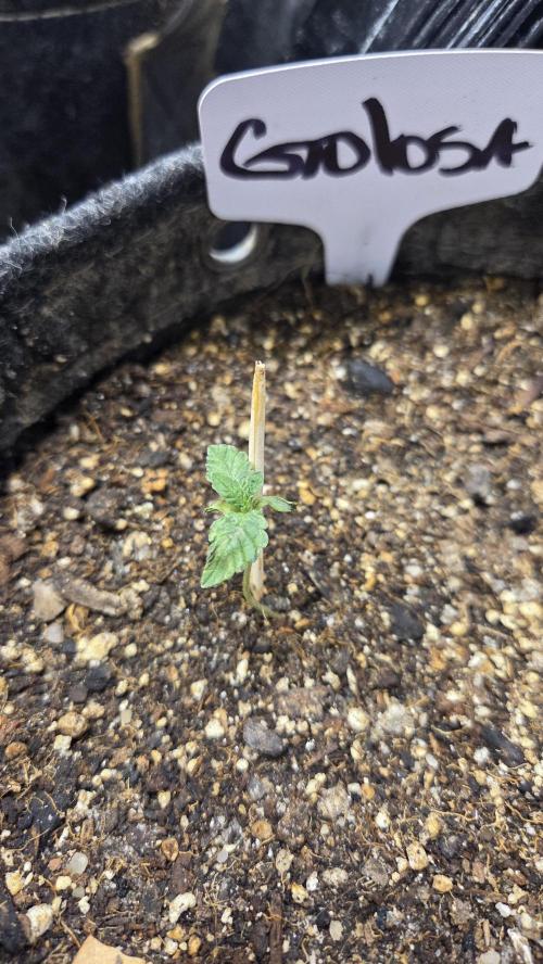 GOLOSA DELICIOUS SEED. Week 1