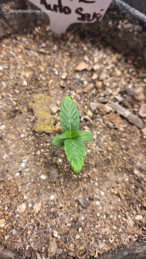 SKUNK #1 AUTOMAATIC. Week 1