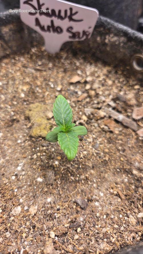 SKUNK #1 AUTOMAATIC. Week 1