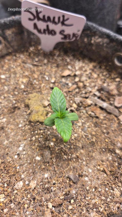 SKUNK #1 AUTOMAATIC. Week 1