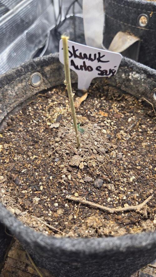 SKUNK #1 AUTOMAATIC. Week 1