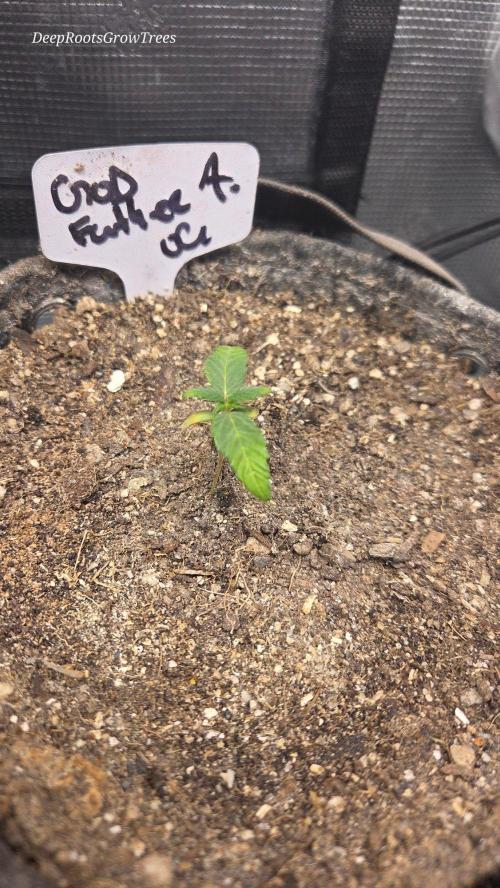 GODFATHER OG AUTO. Week 2