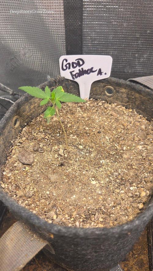 GODFATHER OG AUTO. Week 2